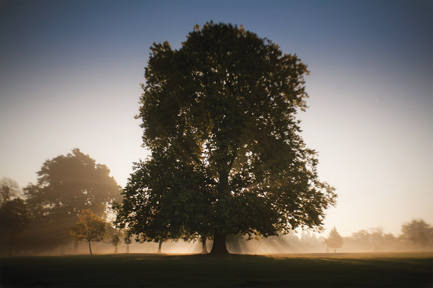 tree in brockwell park